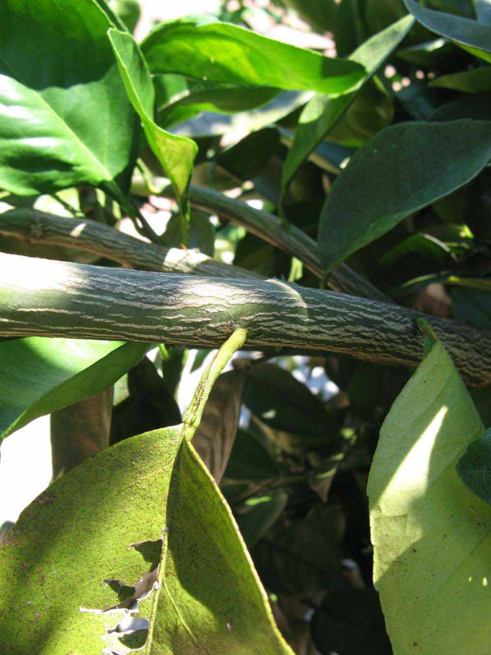              Second - third year twig (Winter Haven, FL)       